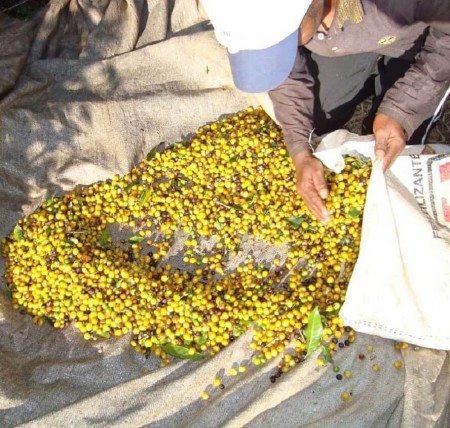 kawa arabika Yellow Bourbon plantacja kawy arabiki
